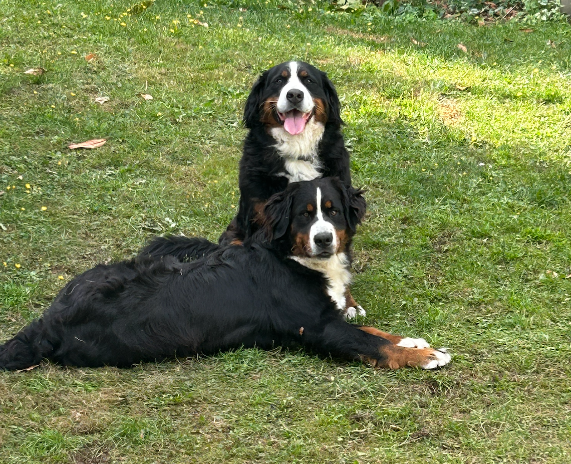 Sibelle (Sans Affixe)