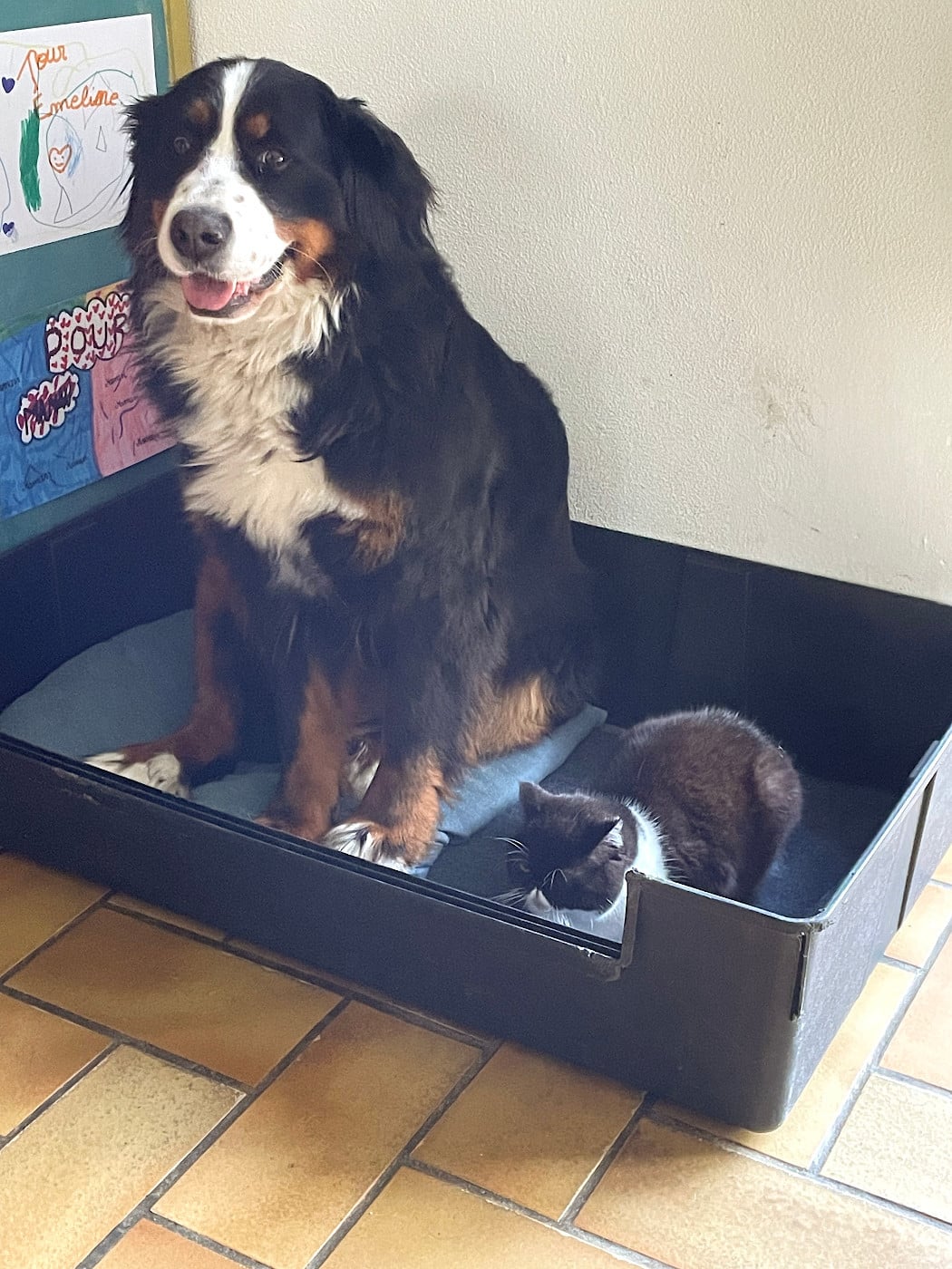 Sibelle (Sans Affixe)