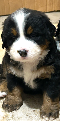 Les chiots de Bouvier Bernois