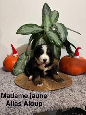 Les chiots de Bouvier Bernois