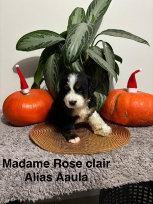 Les chiots de Bouvier Bernois