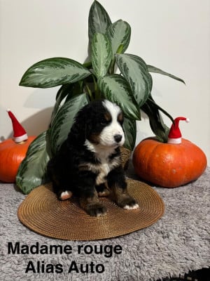 Les chiots de Bouvier Bernois
