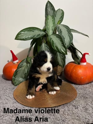 Les chiots de Bouvier Bernois