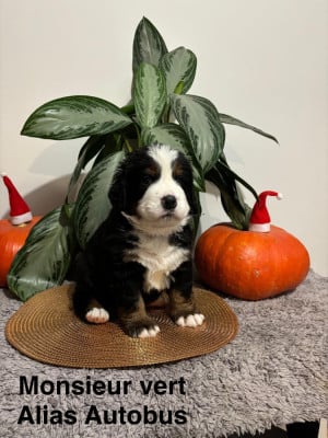 Les chiots de Bouvier Bernois