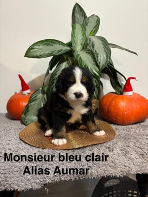 Les chiots de Bouvier Bernois