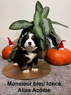 Les chiots de Bouvier Bernois