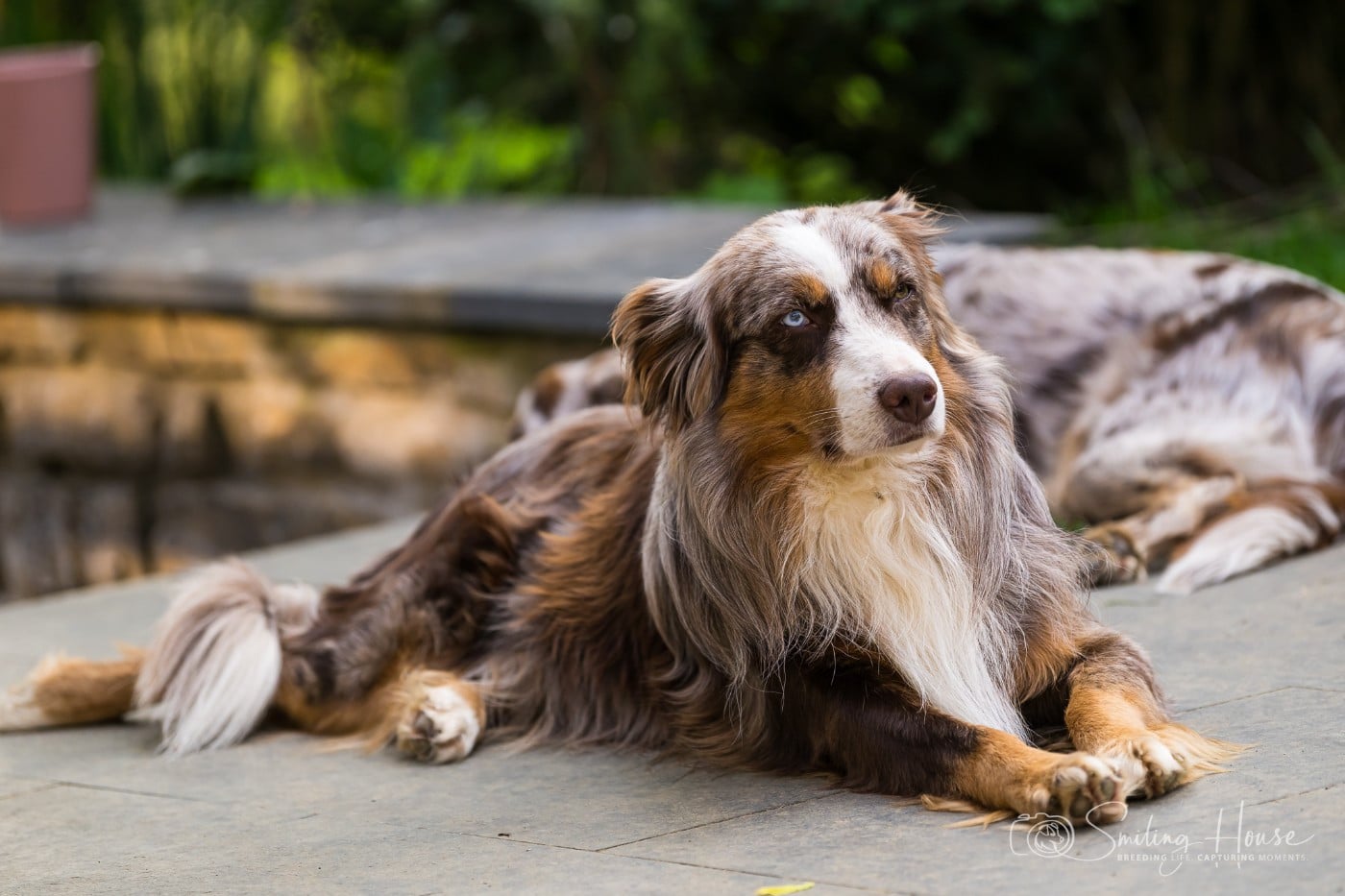 KING OF DRAKES casa de filler