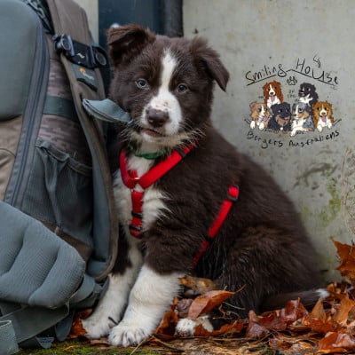 Les chiots de Berger Australien