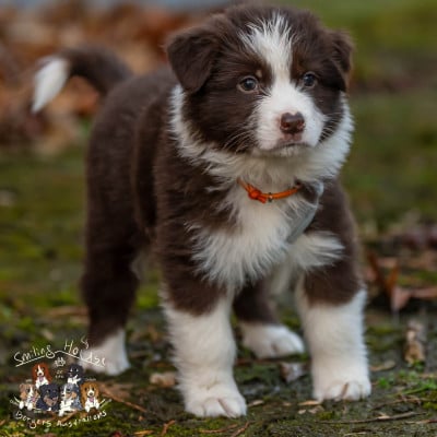 Les chiots de Berger Australien