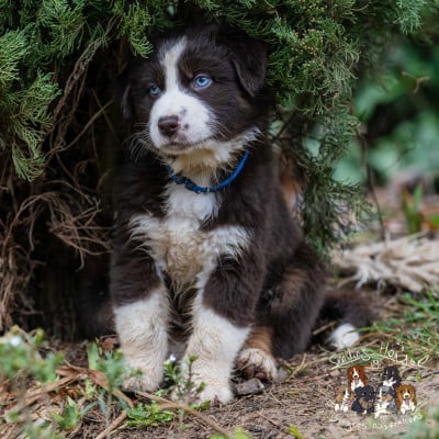 Les chiots de Berger Australien