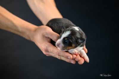 Les chiots de Berger Australien