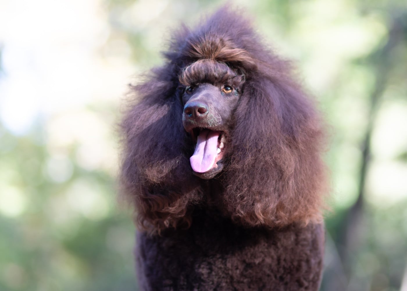 CH. Starlight Royal Dream U'freyja