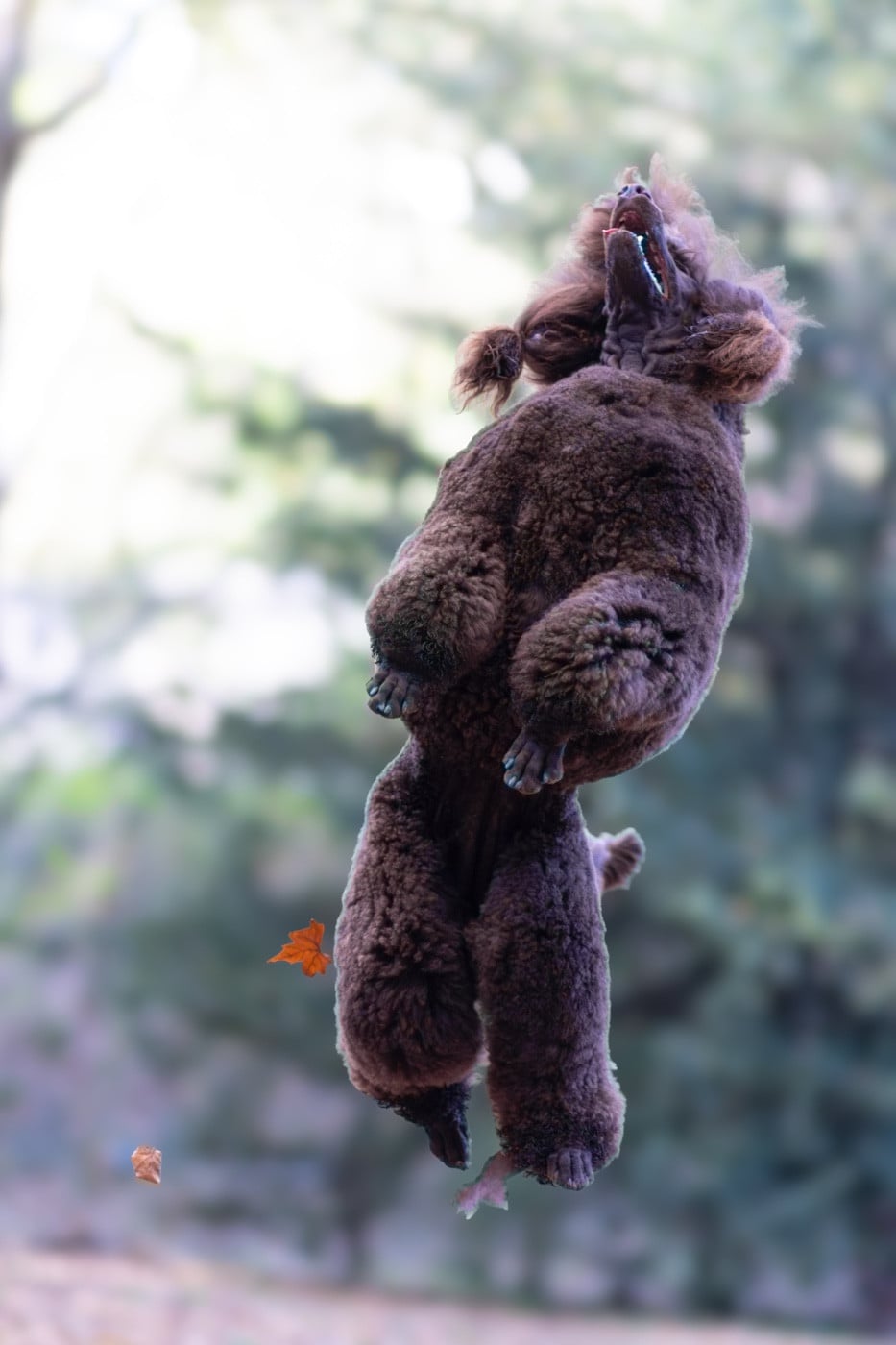 CH. Starlight Royal Dream U'freyja