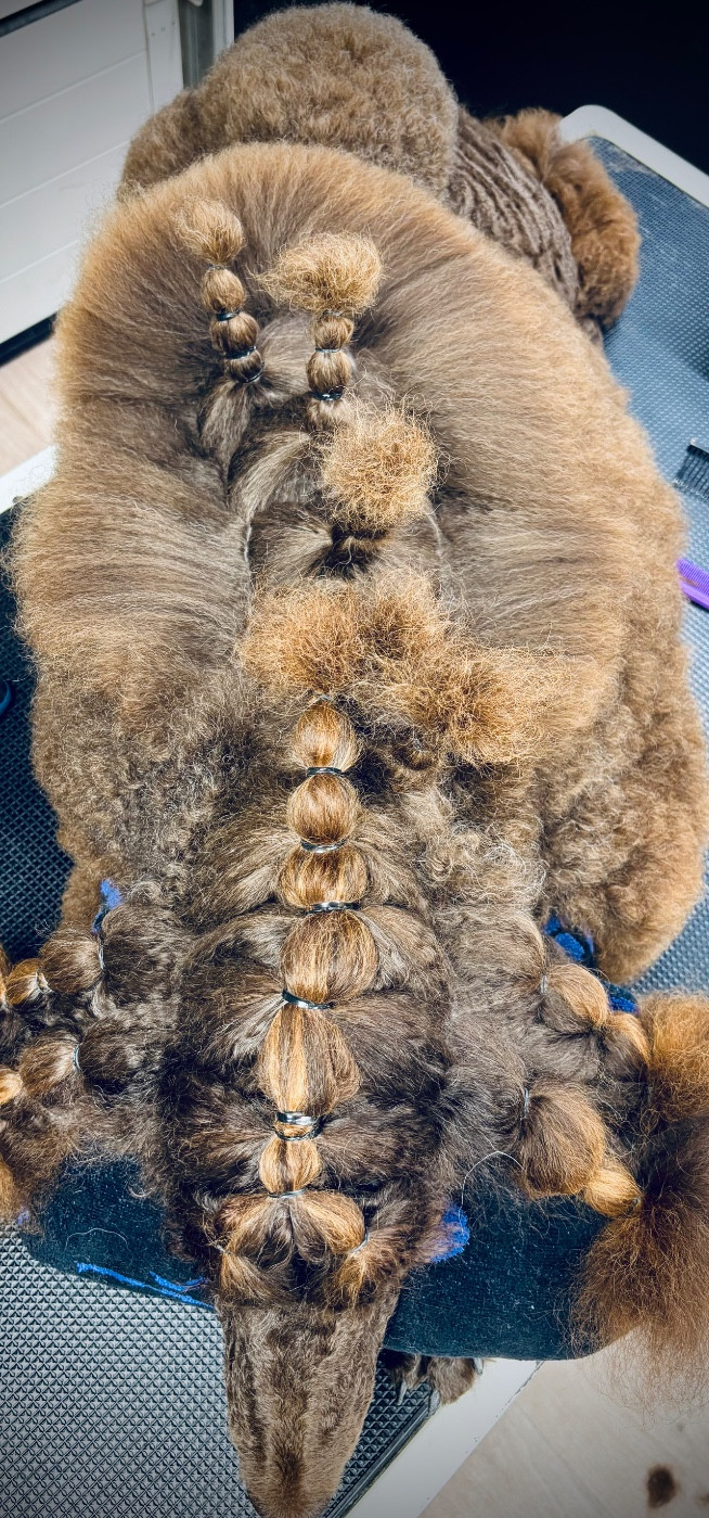 CH. Starlight Royal Dream U'freyja