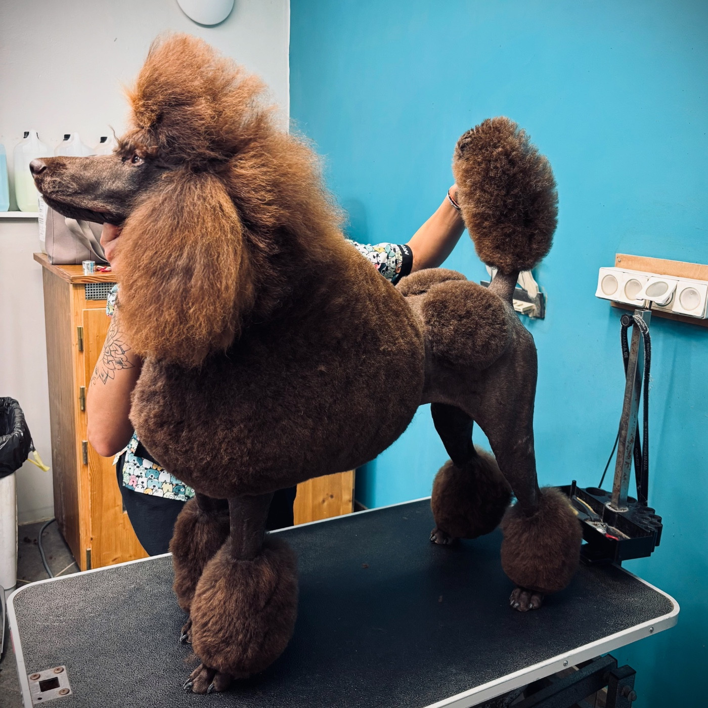 CH. Starlight Royal Dream U'freyja