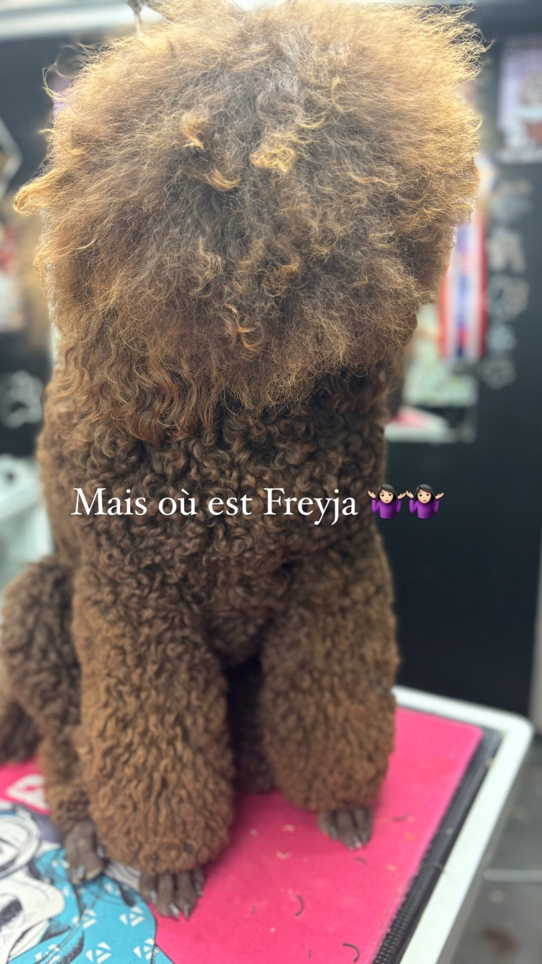 CH. Starlight Royal Dream U'freyja