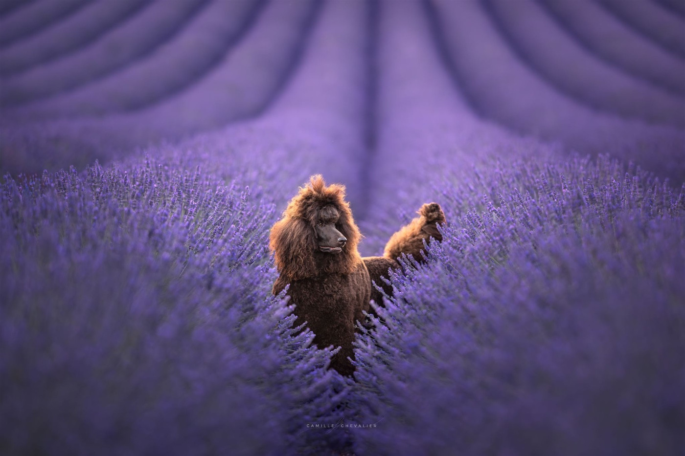 CH. Starlight Royal Dream U'freyja