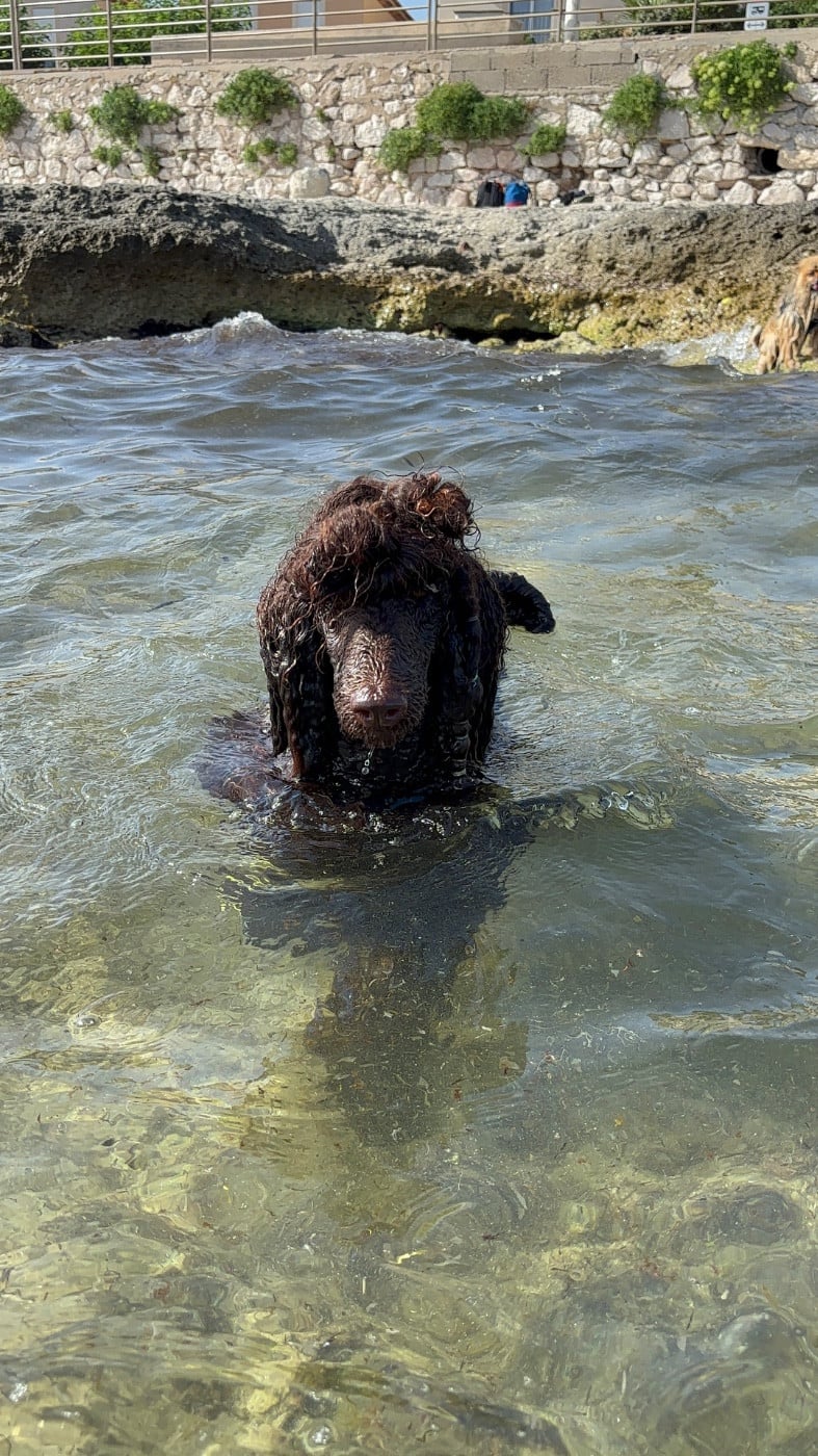 CH. Starlight Royal Dream U'freyja