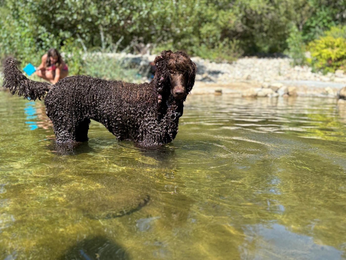 CH. Starlight Royal Dream U'freyja