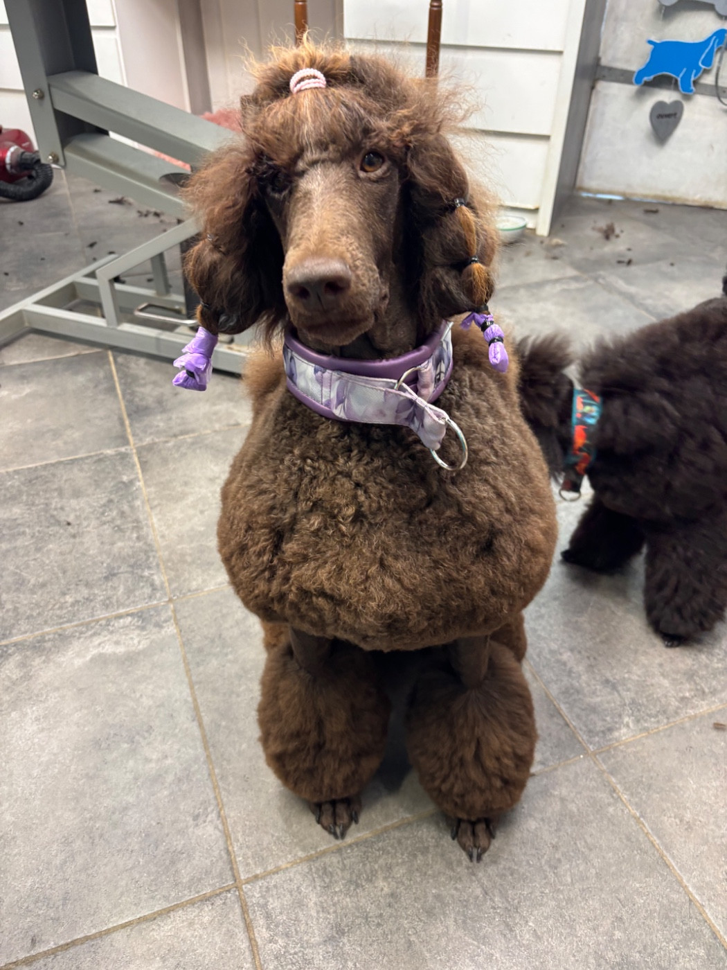 CH. Starlight Royal Dream U'freyja