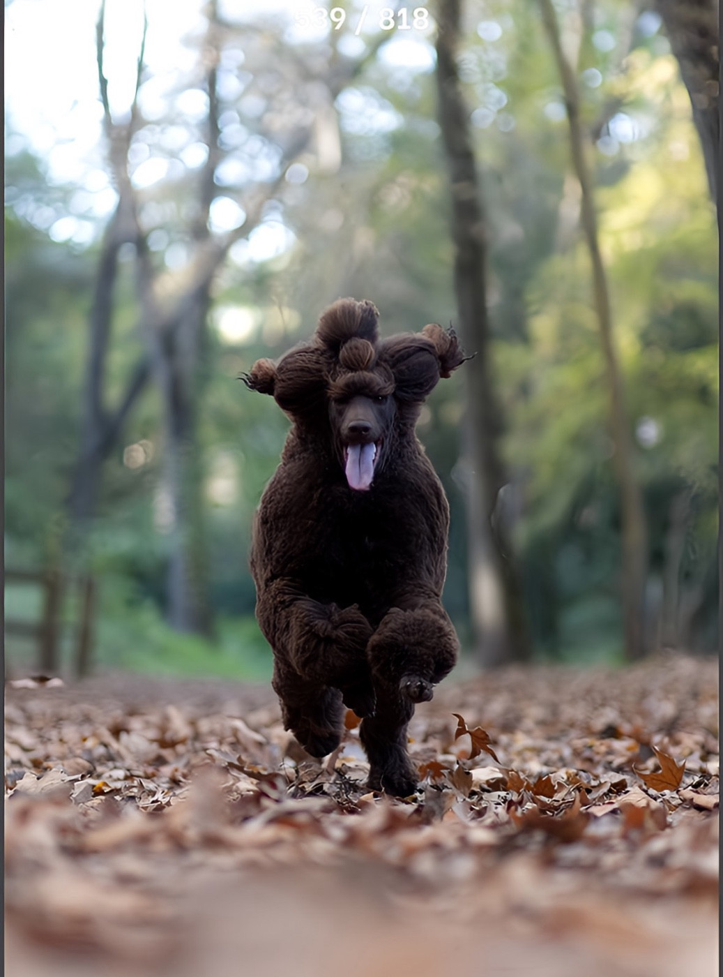 CH. Starlight Royal Dream U'freyja