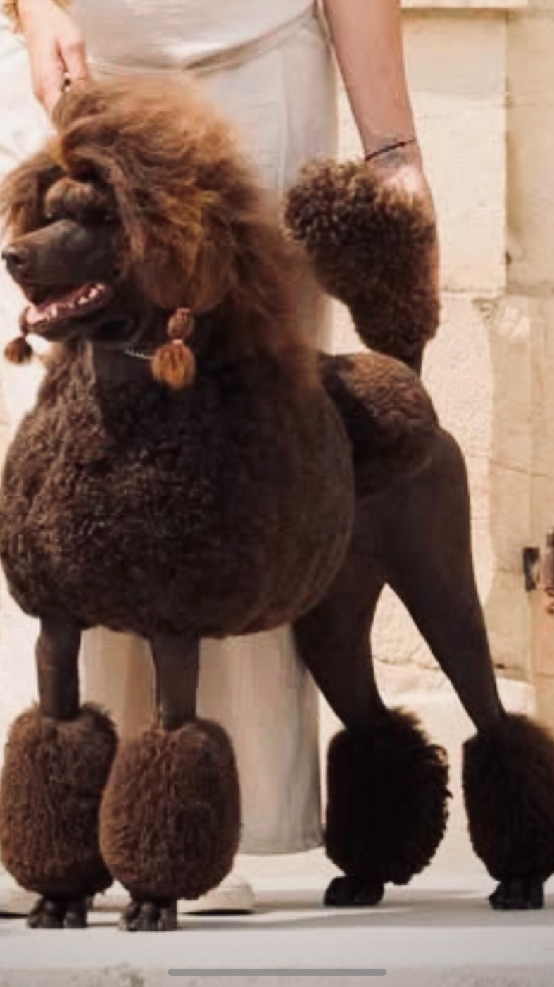 CH. Starlight Royal Dream U'freyja