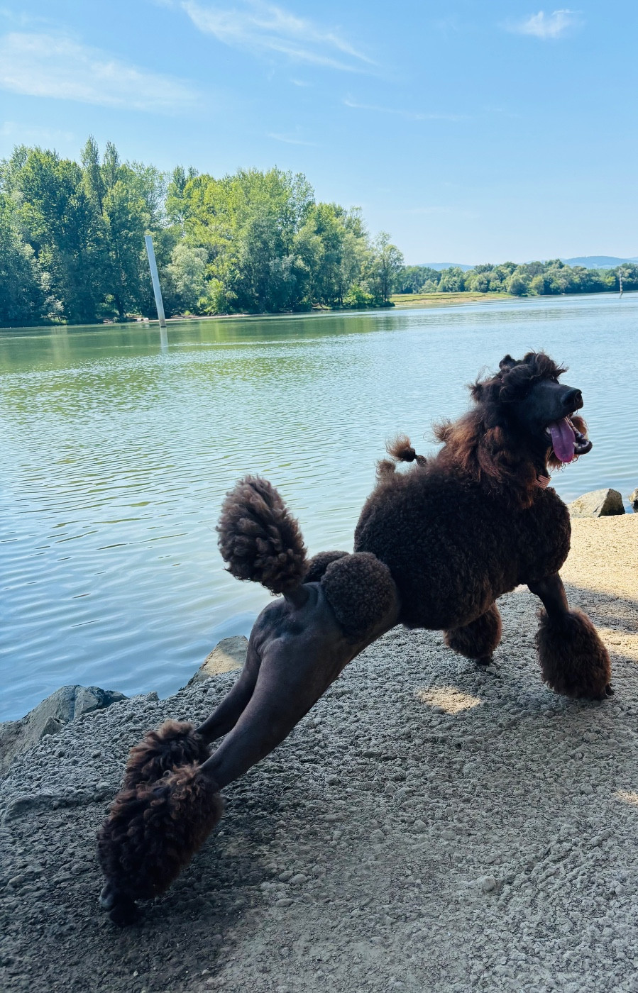 CH. Starlight Royal Dream U'freyja