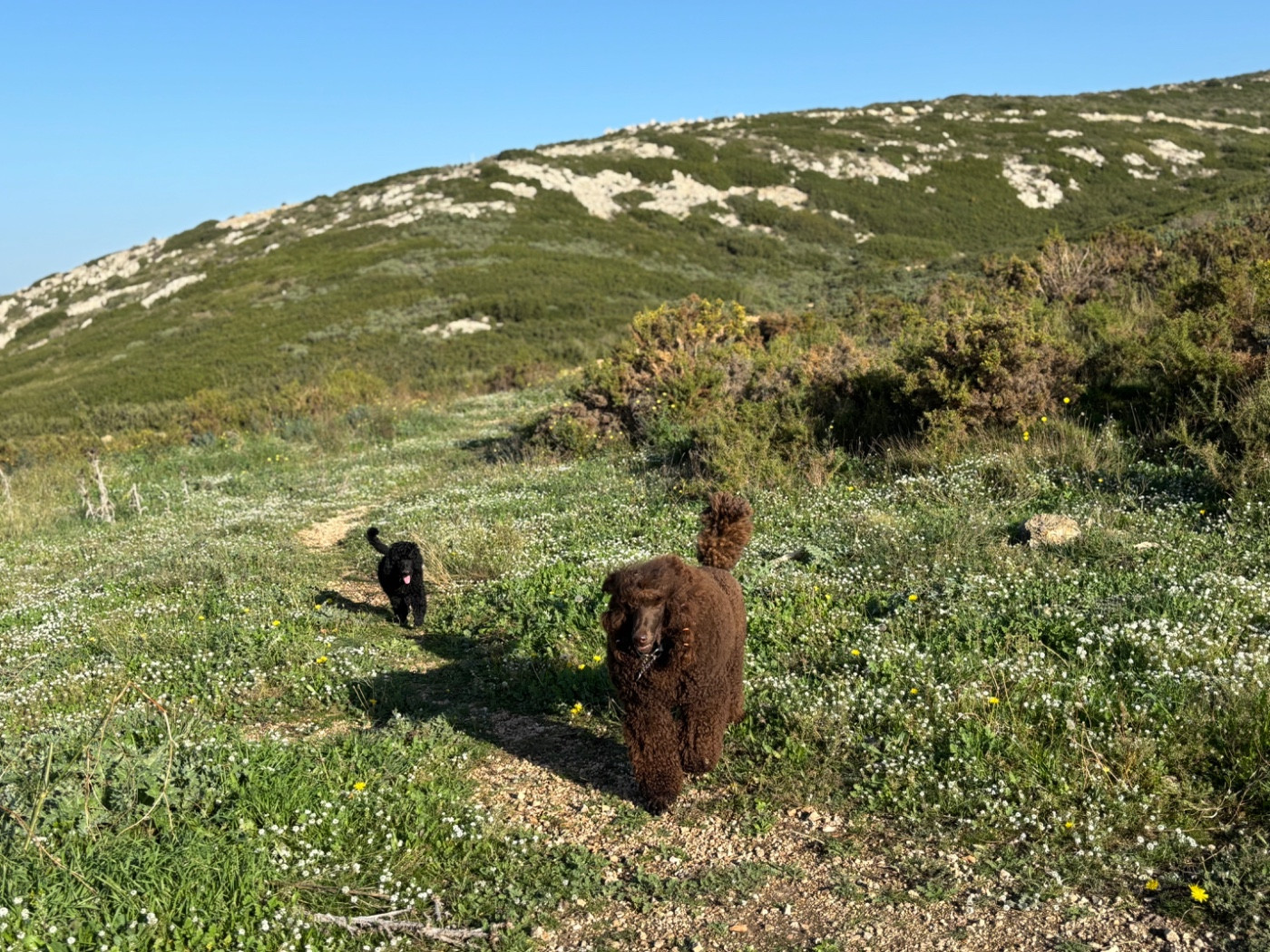 CH. Starlight Royal Dream U'freyja