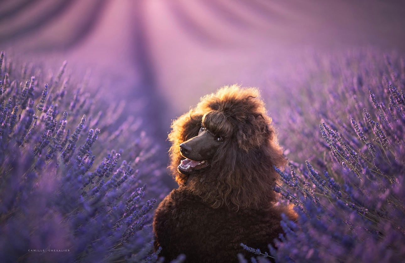 CH. Starlight Royal Dream U'freyja