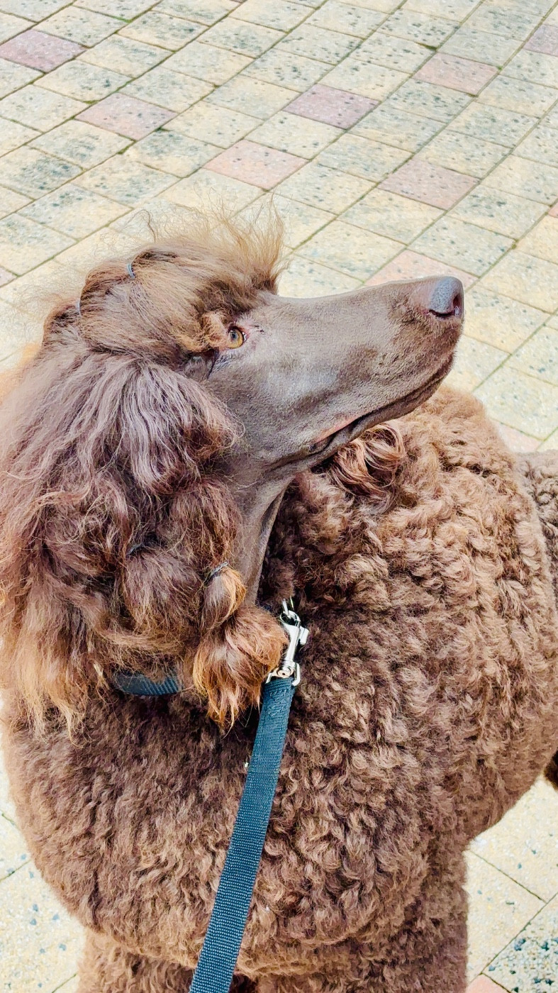 CH. Starlight Royal Dream U'freyja