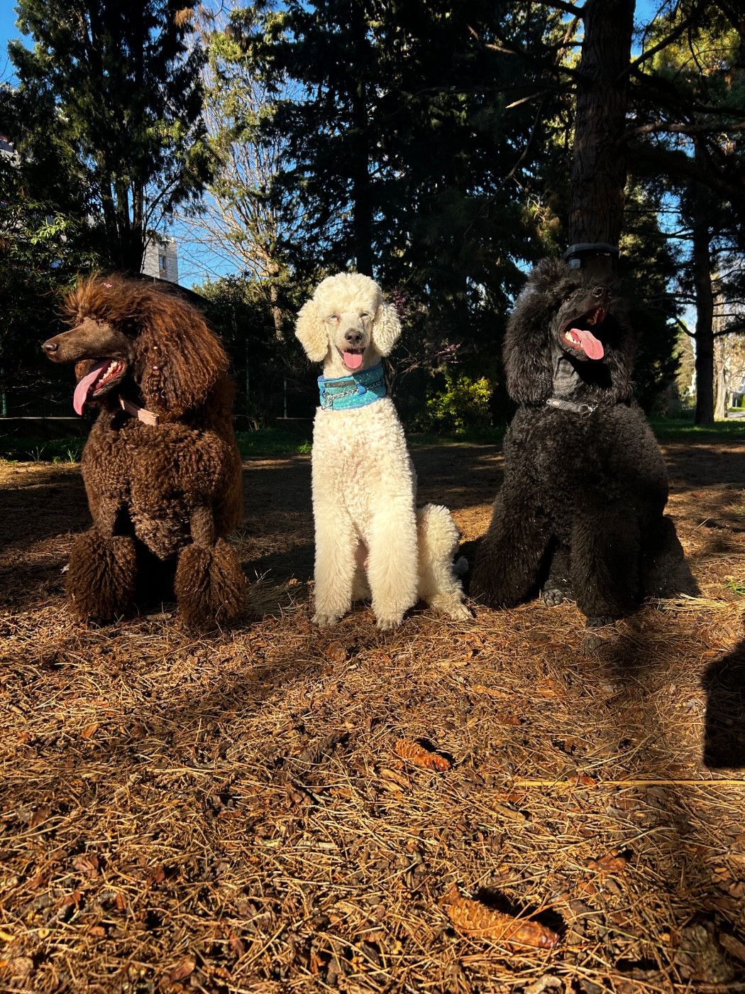 CH. Starlight Royal Dream U'freyja