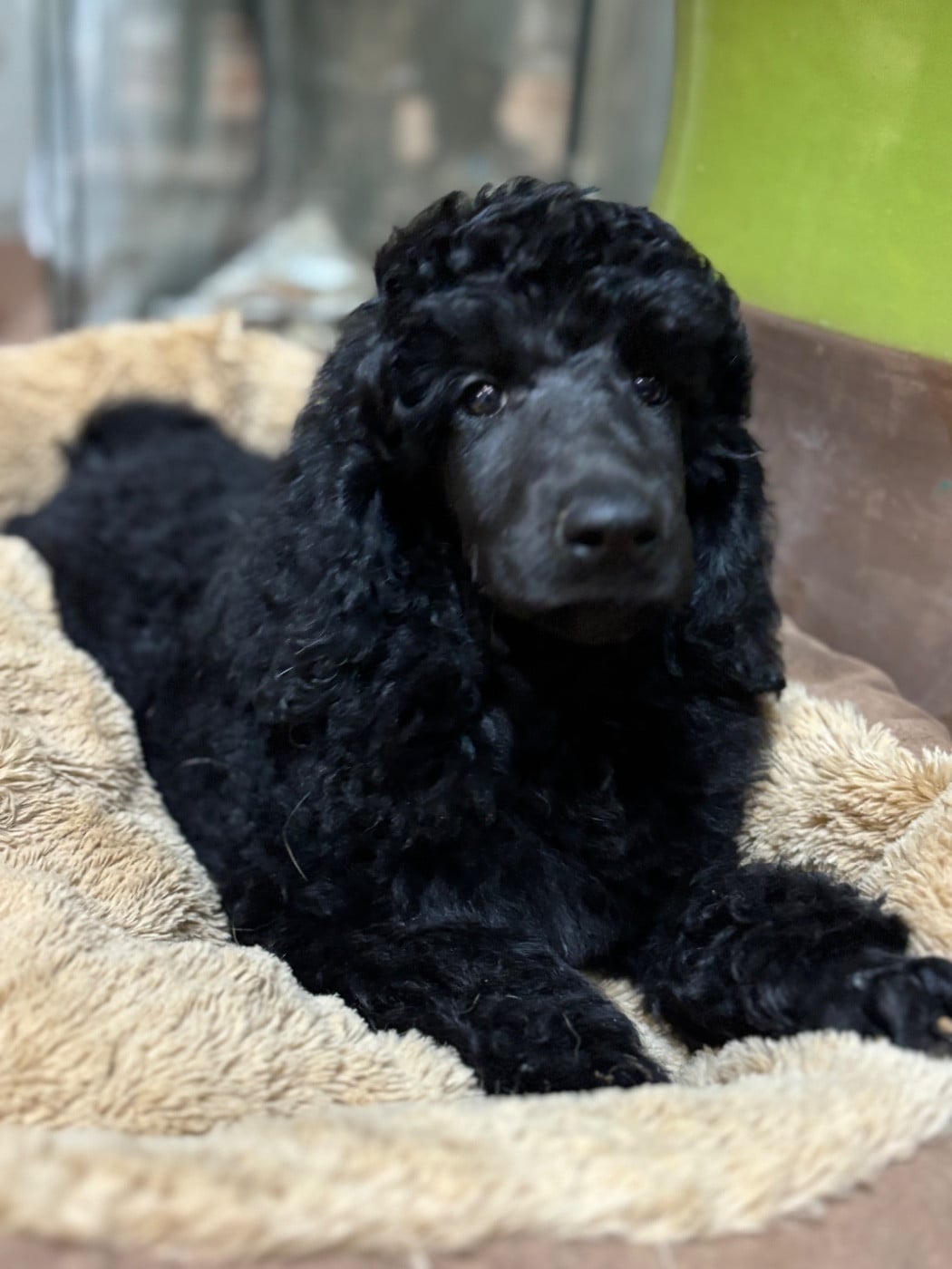 V'ROLO Domaine du parc