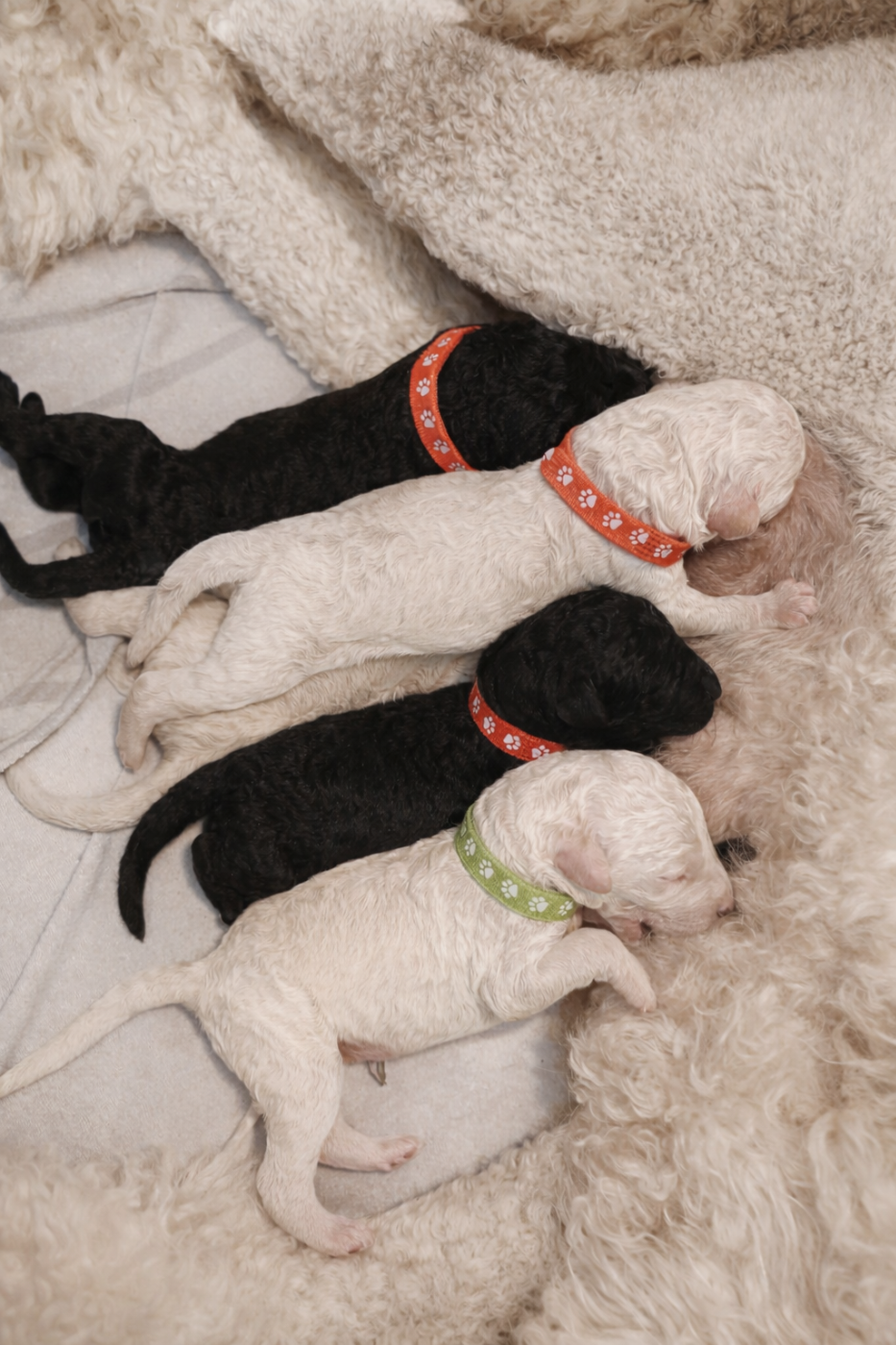 Chiot Caniche