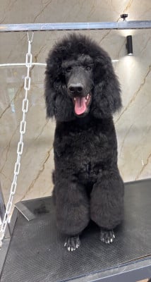 Caniche