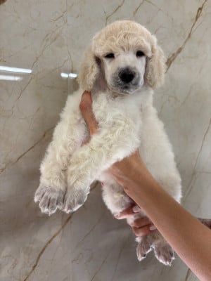Les chiots de Caniche