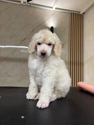Les chiots de Caniche