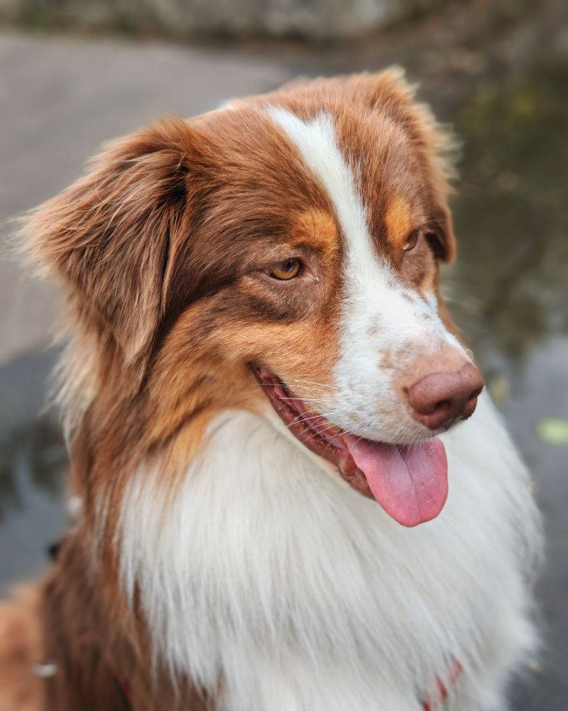 Publication : Valentine Hournau Auteur : Hournau Valentine