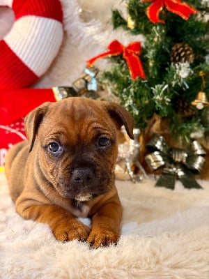 Les chiots de Staffordshire Bull Terrier