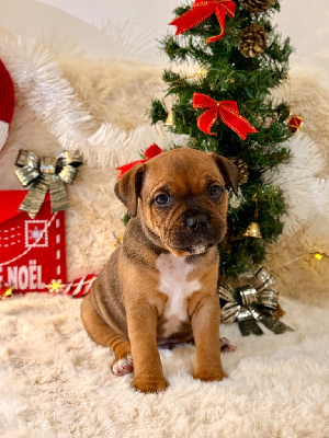 Les chiots de Staffordshire Bull Terrier