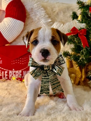 Les chiots de Staffordshire Bull Terrier