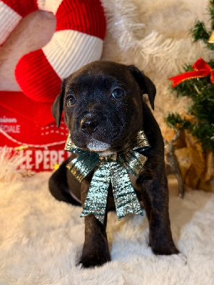 Les chiots de Staffordshire Bull Terrier