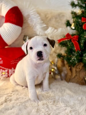 Les chiots de Staffordshire Bull Terrier