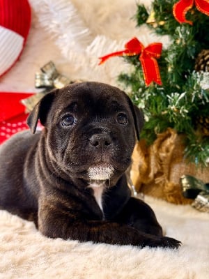 Les chiots de Staffordshire Bull Terrier