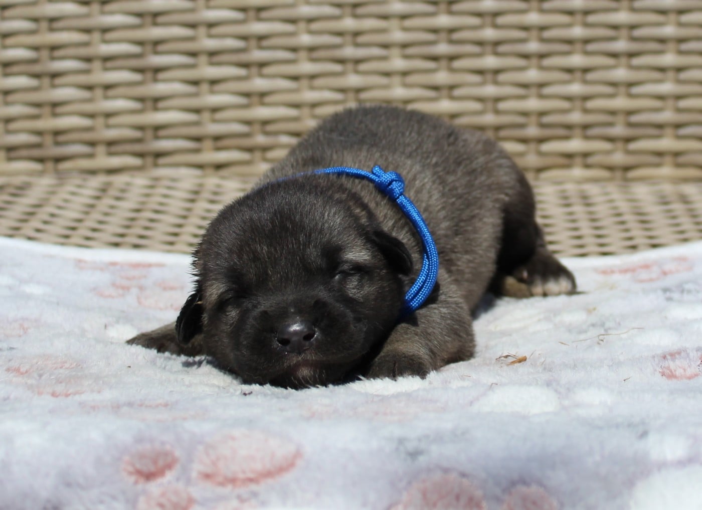 Chiot N°1