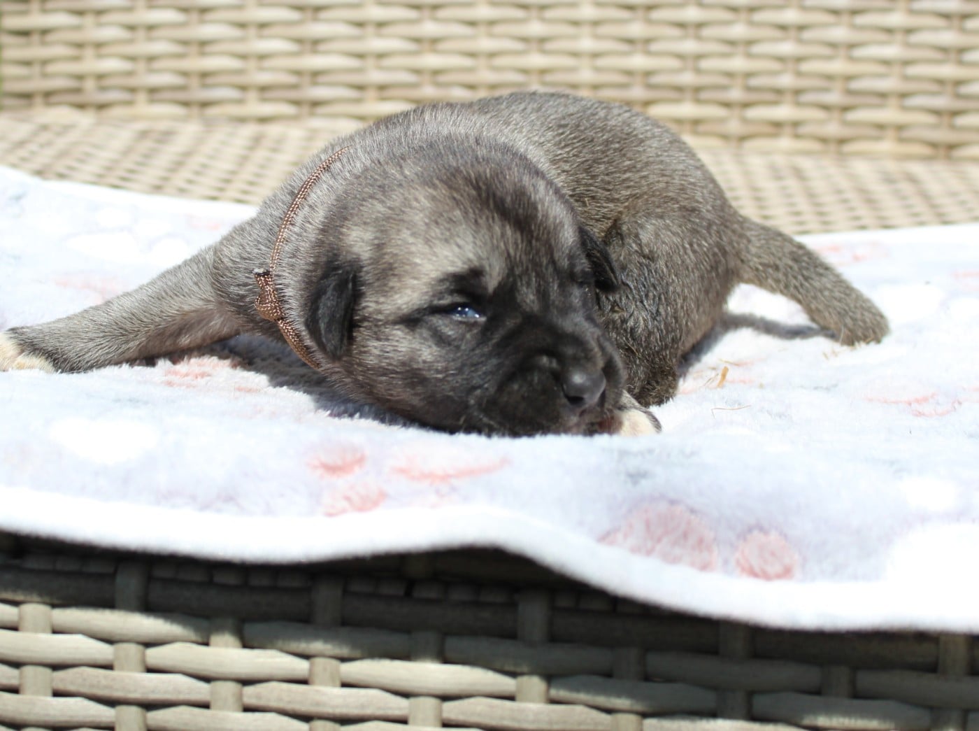 Chiot N°3