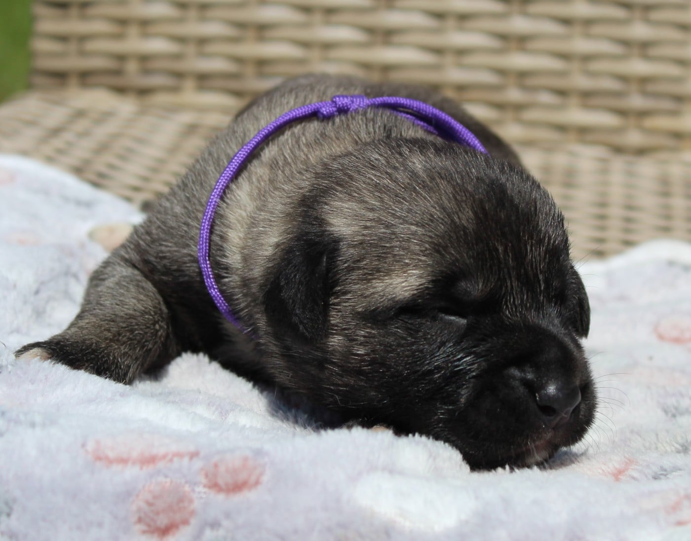 Chiot N°8