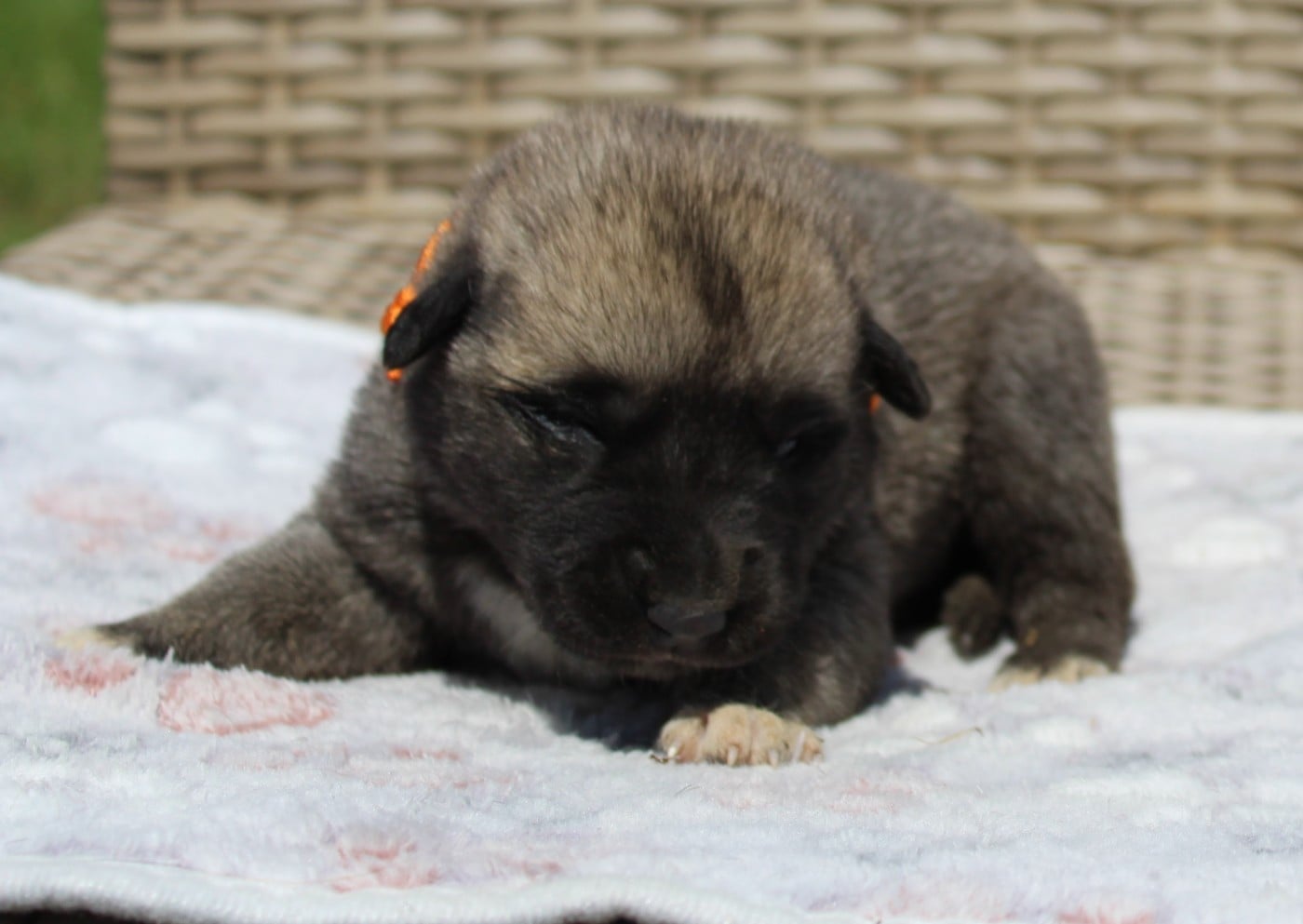 Chiot N°10