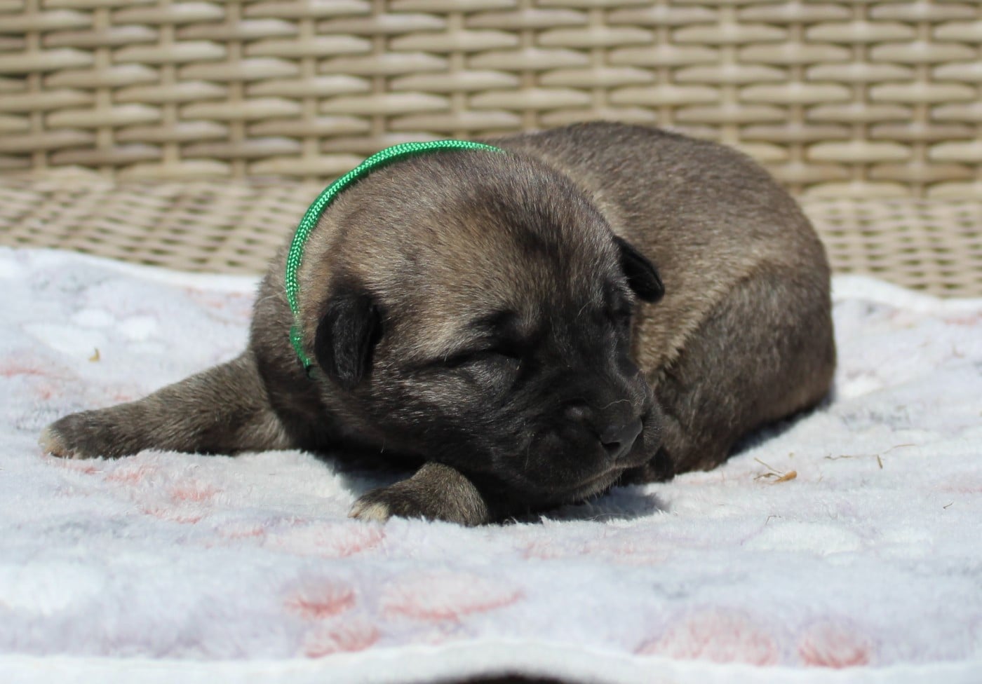 Chiot N°11