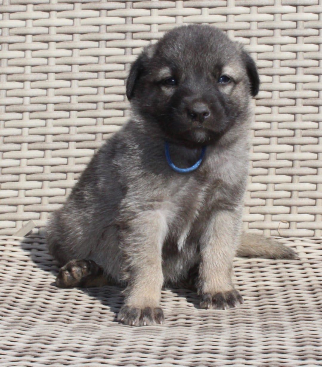 Chiot N°1