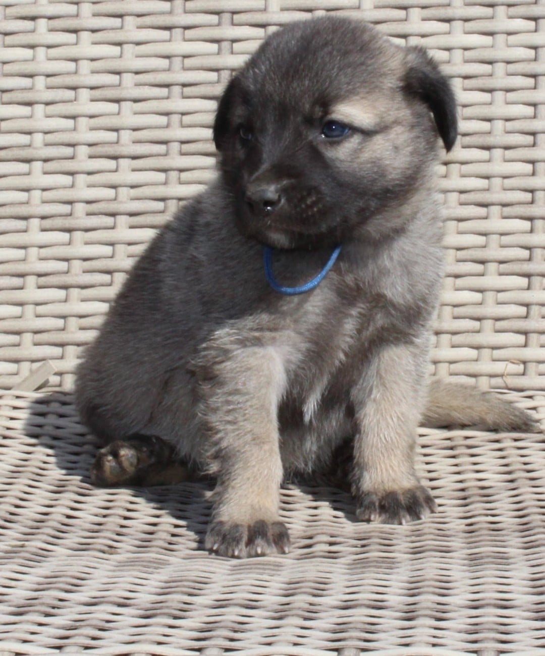 Chiot N°1